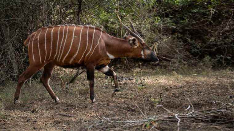 “rewilding” mountain bongos, a rare species of endangered antelope