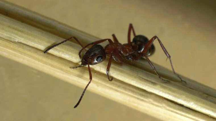 “sniffer” ants capable of detecting cancers