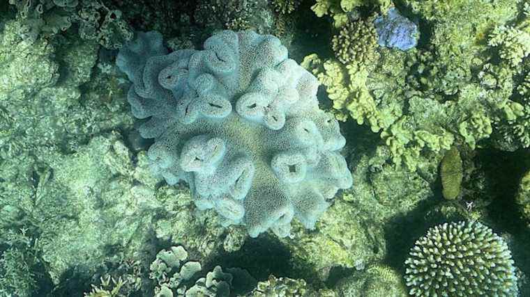 the Great Barrier Reef, a jewel threatened by global warming