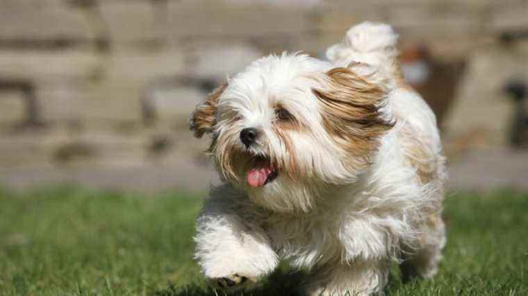 the police find their bichon, stolen from a supermarket parking lot