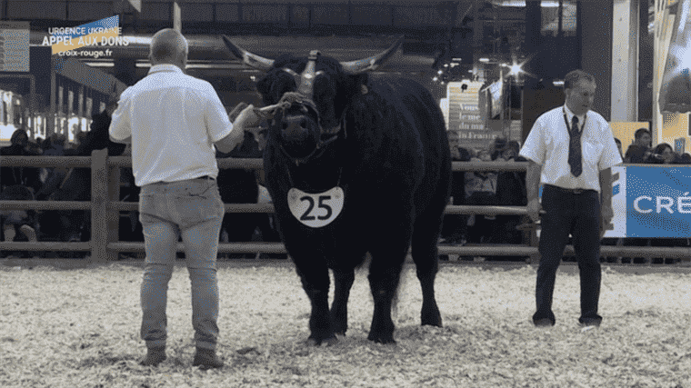 the salers bull Hector, the only representative of a neglected branch of the breed