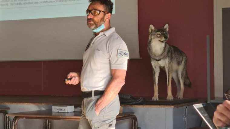 they learn to detect the presence of the wolf in the Drôme