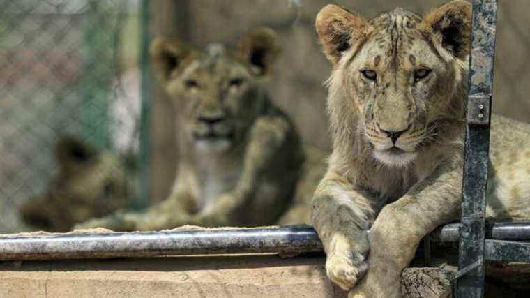 volunteers come to the rescue of abandoned lions in zoos