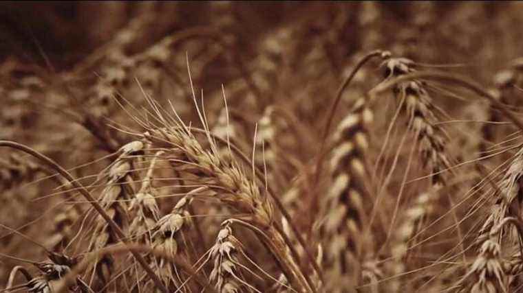 wheat shortages, one of the consequences of the conflict