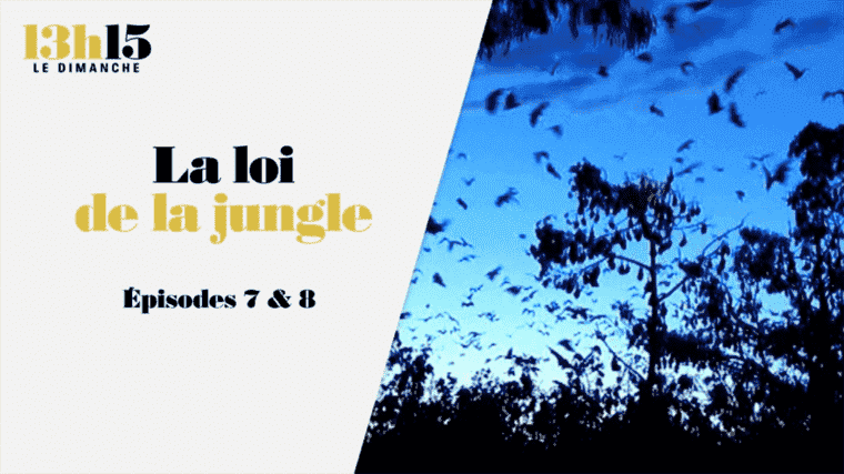 “1:15 p.m. on Sunday”.  The law of the jungle > Episodes 7 & 8 – France 2 – April 24, 2022