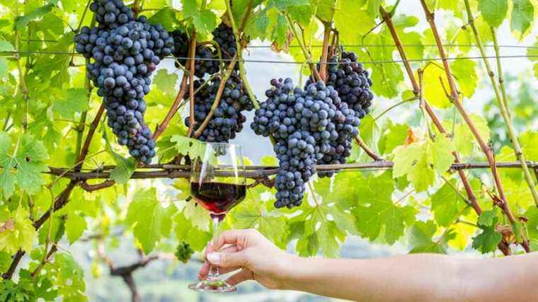 3rd edition of the wine and gastronomy fair in Manosque