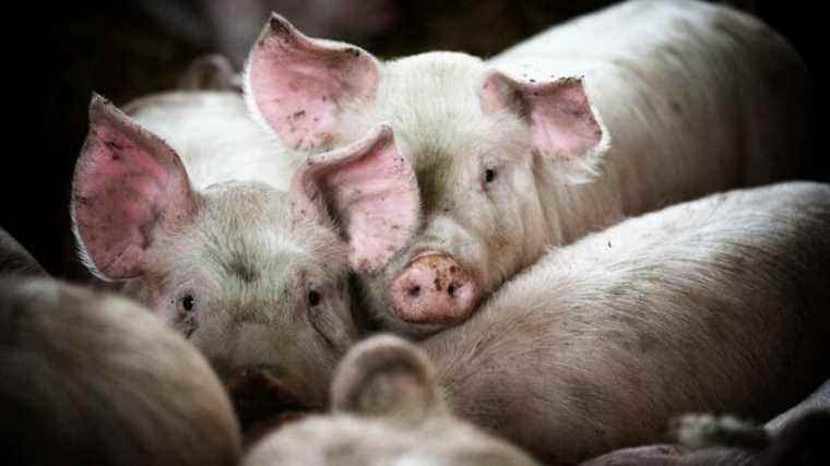 A pig farm fined 25,000 euros for mistreatment