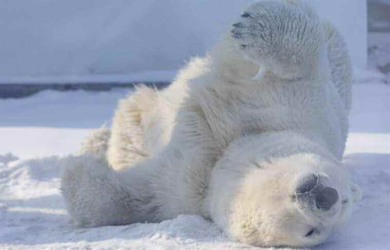 A polar bear spotted in the Gaspé