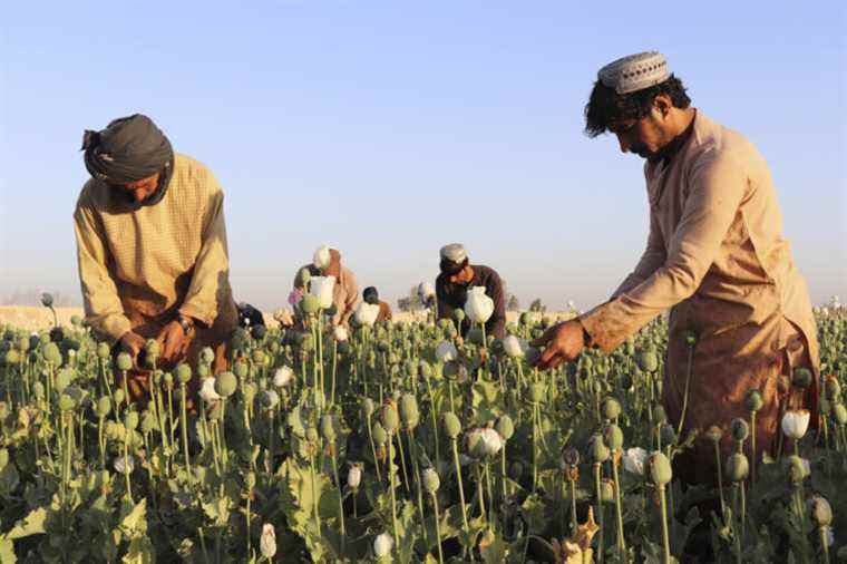 Afghanistan |  Taliban leader bans poppy cultivation