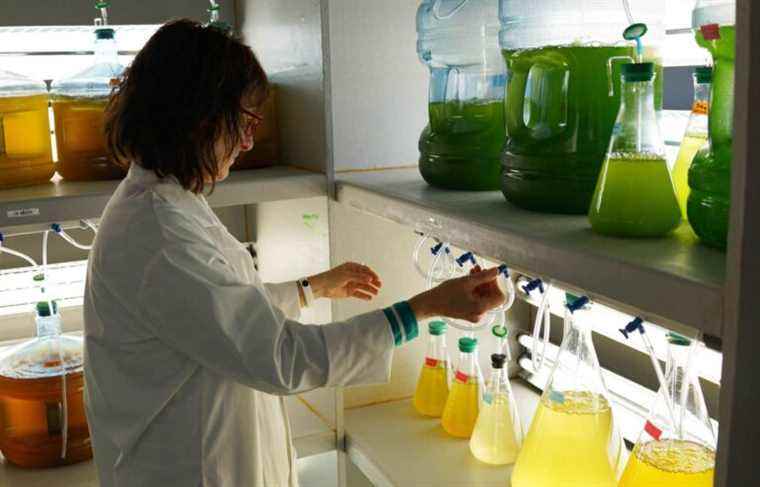 Algae to study inflammation linked to COVID-19