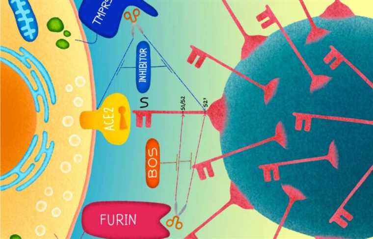 An enzyme responsible for SARS-CoV-2 infection discovered by Quebecers