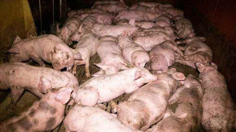 An intensive Allier pig farm condemned for ill-treatment