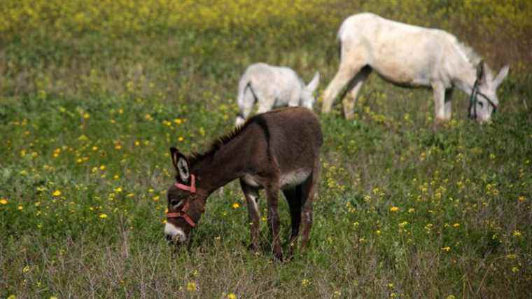 Animal trafficking dismantled between Israel and the Gaza Strip