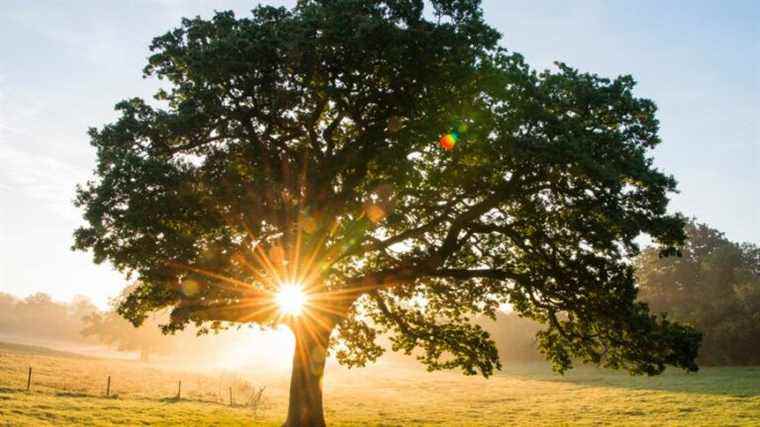 Annie and Jean Perrier publish the guide to trees and shrubs in France