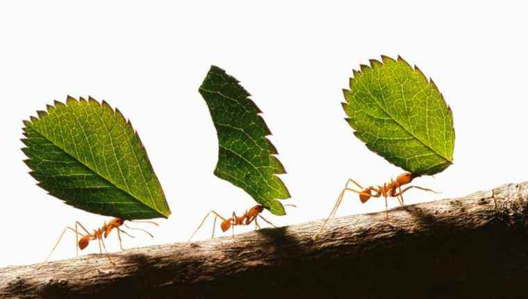 Ants, insects with incredible abilities