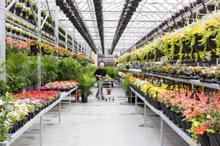 Archipel, the ultra-garden center |  The Press