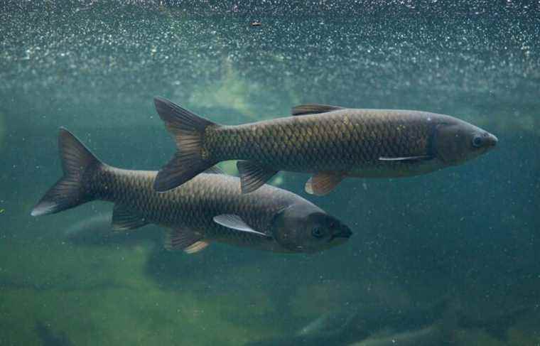 Asian carp is not progressing in Quebec