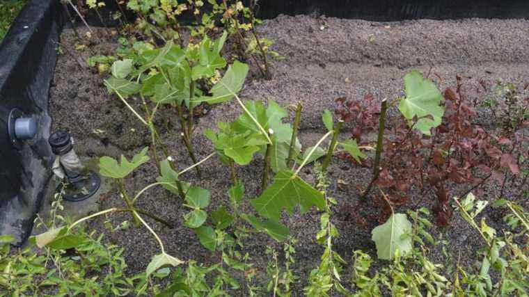 At the Zfarm aquaponic farm, fish grow… shrubs