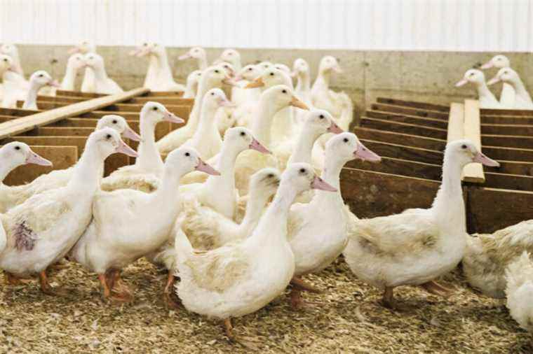 Avian flu |  MAPAQ partially reopens its lab