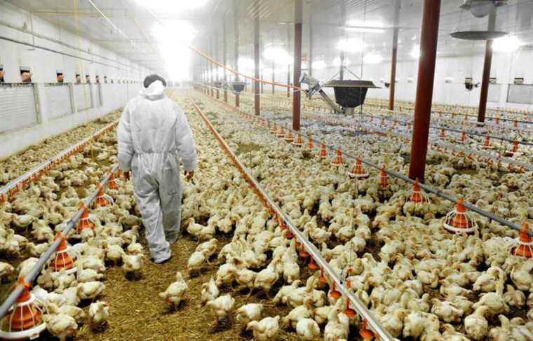 Avian flu: a flock in Quebec under investigation