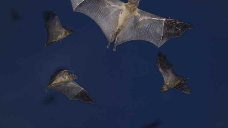 Bats do not tolerate city light well