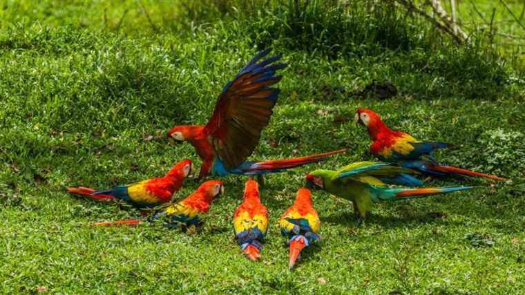 Birds are more colorful as they approach the equator