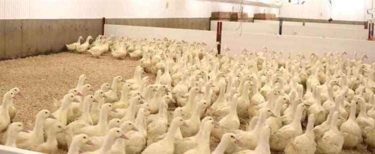 Canards du Lac-Brome paralyzed by avian influenza