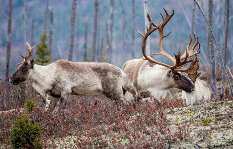 “Caribou are clearly a field of jurisdiction for Quebec,” says François Legault