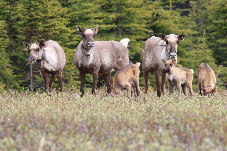 Caribou protection |  Ottawa reaches agreement with Ontario