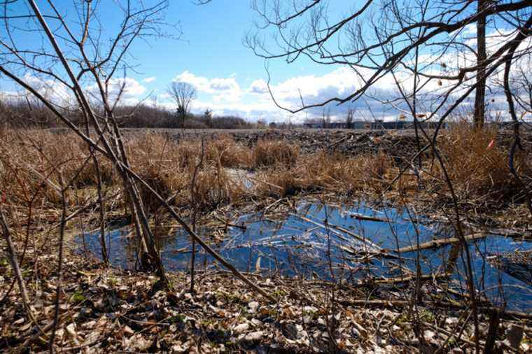 Chorus Frog Habitats in Longueuil |  Quebec does not rule out sanctioning CN