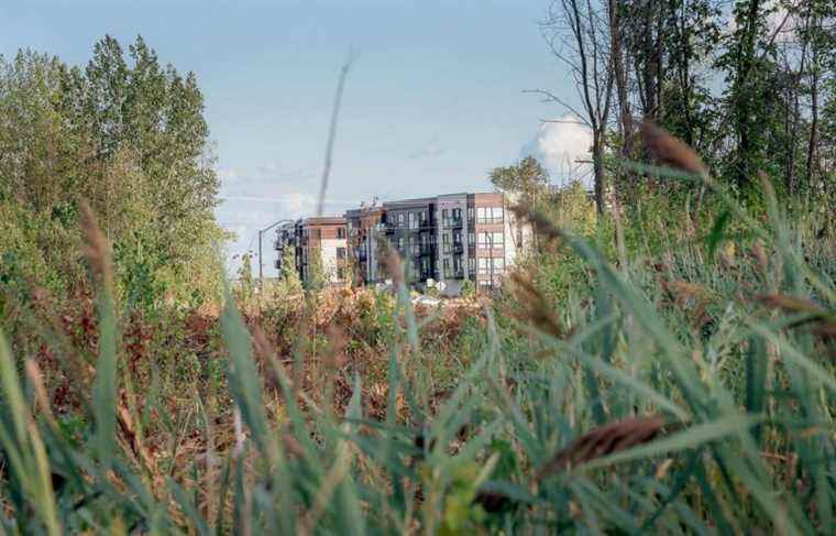 Chorus frog habitat will be better protected in the metropolitan area