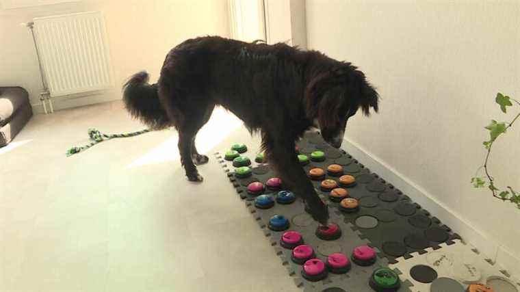 Coco, the dog who “talks” with his mistress thanks to a sound carpet