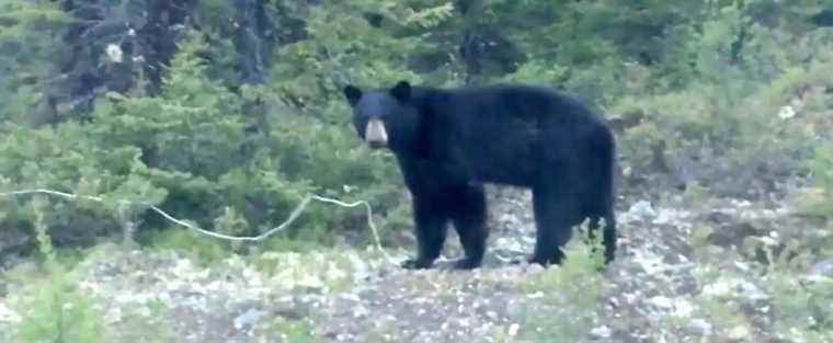 Cute wrestling fight: two bears adventure on a trampoline