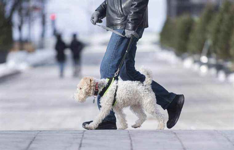 Dogs on a leash could be allowed in the Montreal metro