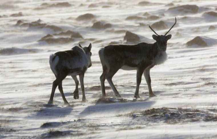 Dufour softens his speech on the Innu about the caribou, but does not apologize