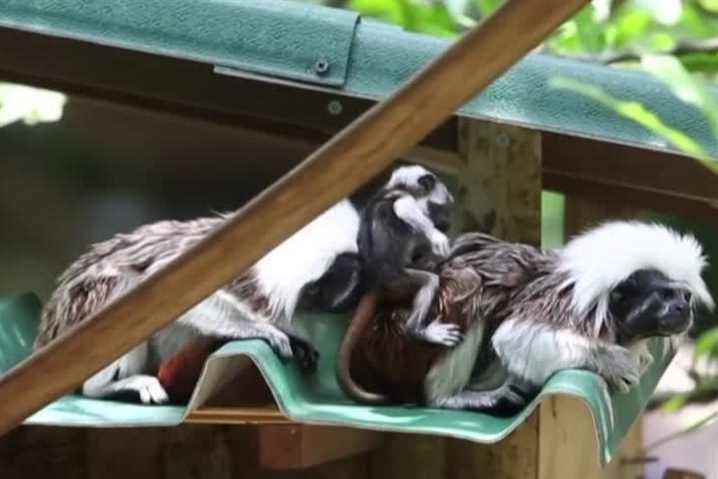 Endangered species |  Birth of a white-crested pinched tamarin in a Colombian zoo