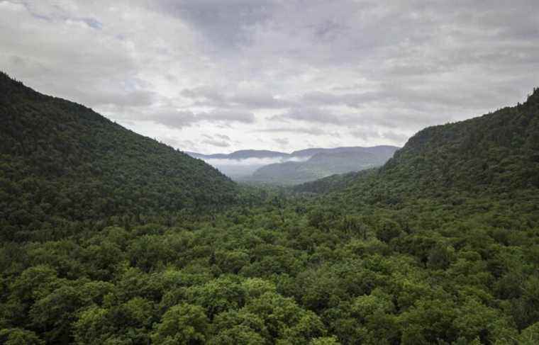 Forests, natural allies in the fight against global warming