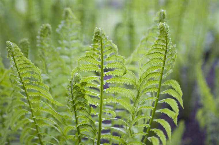 Four seasons ferns |  The Press