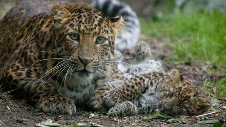 France Bleu Cotentin offers you the safari experience at Thoiry Zoo with nights in a gîte for 4 people!