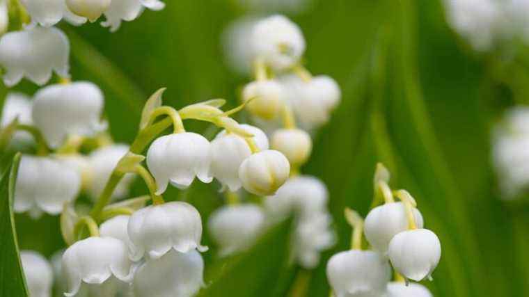 France Bleu Périgord and Label Fleurs offer you your €70 lily of the valley bouquet for May 1st