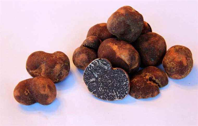 Growing enthusiasm for Quebec truffles