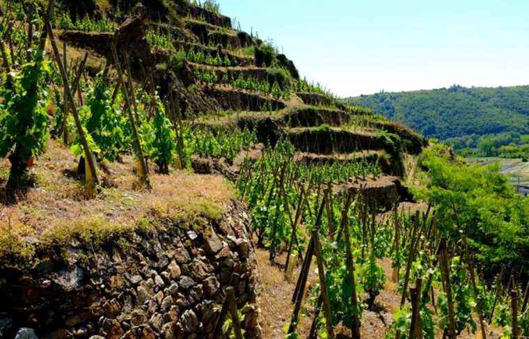 Guigal and Jaboulet, giants of the Rhône