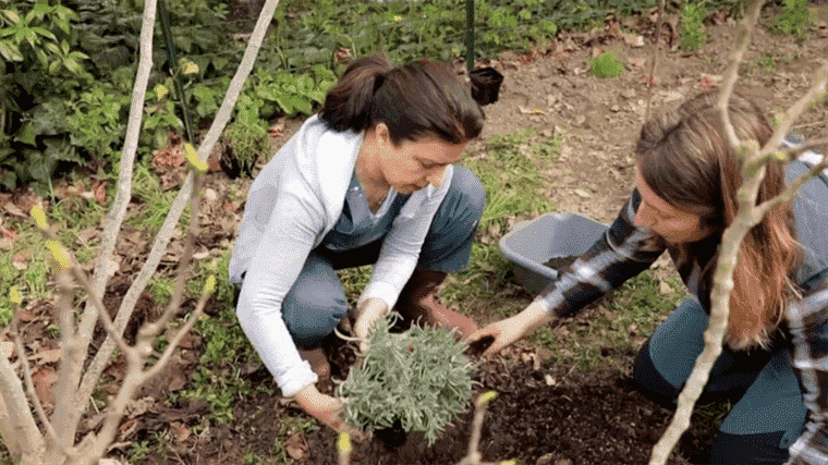 Hobbies: home coaches to learn how to garden