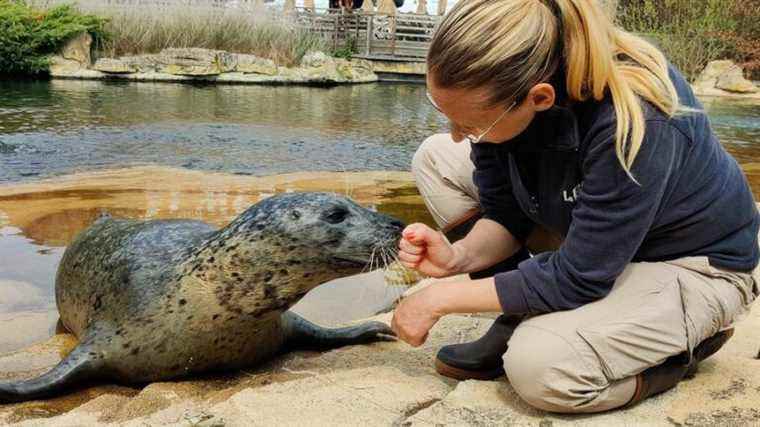 IN PICTURES – In Allier, you can now swim with seals at PAL