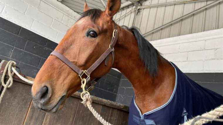 IN PICTURES – The stage in Reims of the Grand National du Trot 2022