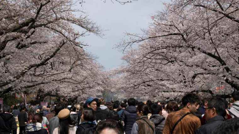 “If global warming continues, they will no longer bloom”