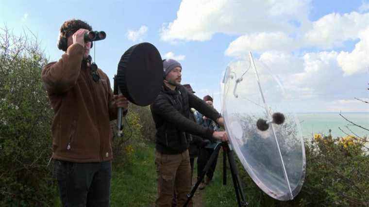 In La Manche, a sound library of bird songs to raise public awareness