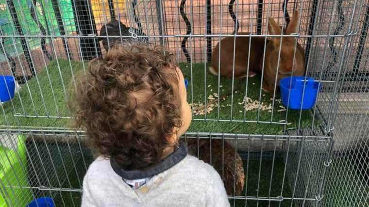 In Nice, chickens and rabbits installed in the playground for the little ones