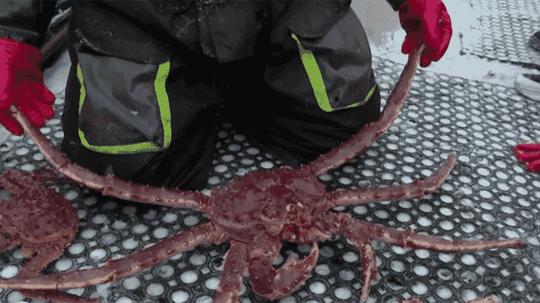 In Norway, the king crab proliferates and attracts fishermen and tourists