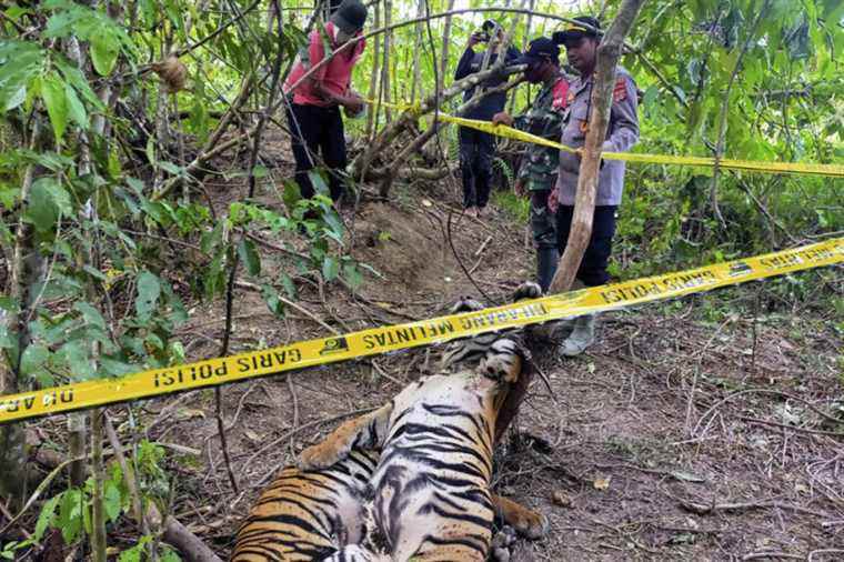 Indonesia |  Three Sumatran tigers have been found dead in traps